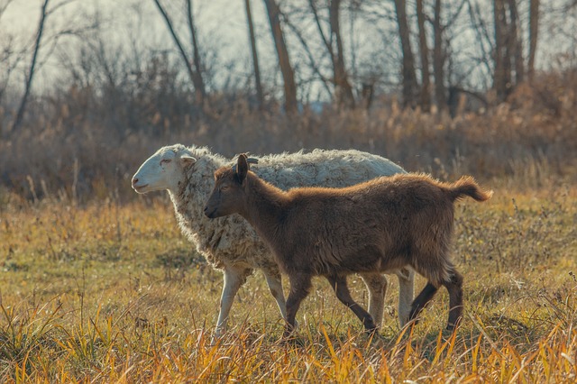 Mouton et chèvre